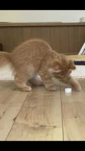 ペットボトルの蓋で遊ぶ猫